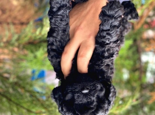 Siyah İnci Black Toy Poodle Yavrularımız görsel