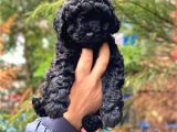 Siyah İnci Black Toy Poodle Yavrularımız
