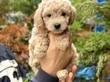 Apricot Kayısı Renk Toy Poodle Yavrularımız