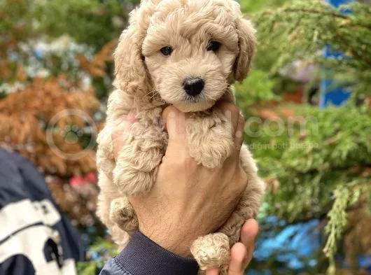 Apricot Kayısı Renk Toy Poodle Yavrularımız