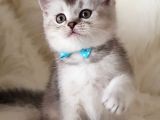 Veteriner Teknikerinden British Shorthair