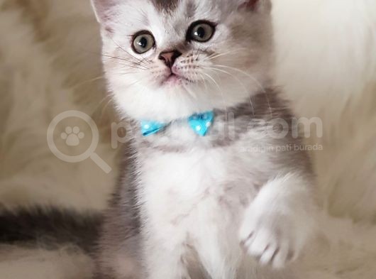 Veteriner Teknikerinden British Shorthair görsel