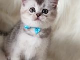 Veteriner Teknikerinden British Shorthair