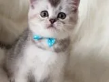 Veteriner Teknikerinden British Shorthair