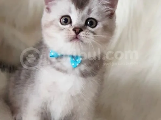 Veteriner Teknikerinden British Shorthair