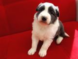 Border Collie Yavrularımız