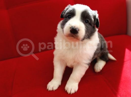 Border Collie Yavrularımız görsel