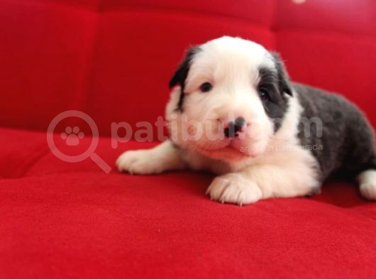 Border Collie Yavrularımız görsel