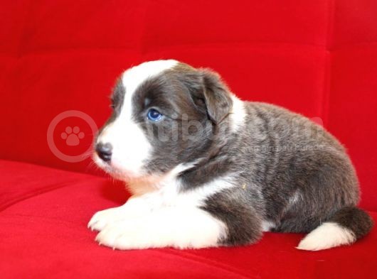 Border Collie Yavrularımız görsel