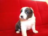 Border Collie Yavrularımız