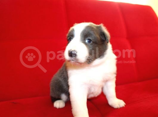 Border Collie Yavrularımız görsel