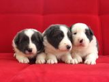 Border Collie Yavrularımız