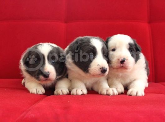 Border Collie Yavrularımız görsel