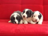 Border Collie Yavrularımız
