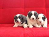 Border Collie Yavrularımız