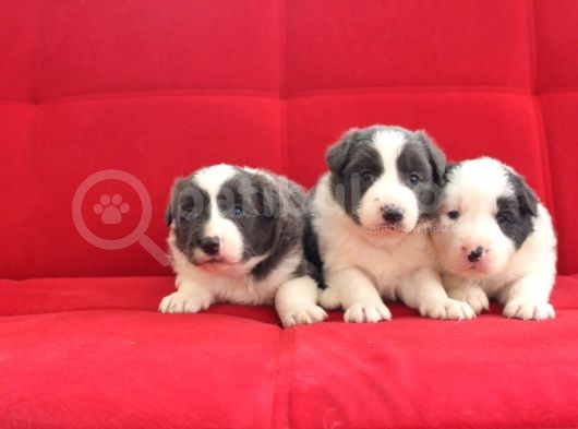 Border Collie Yavrularımız görsel