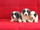 Border Collie Yavrularımız