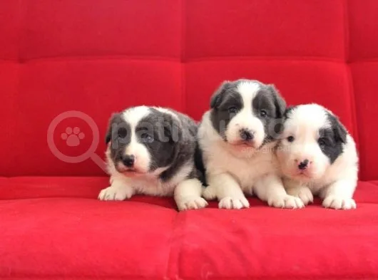 Border Collie Yavrularımız