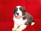 Border Collie Yavrularımız