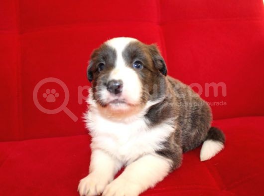 Border Collie Yavrularımız görsel
