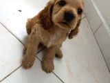 Cocker Yavruları