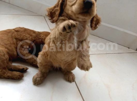 Cocker Yavruları görsel