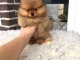 Pomeranian Boo Yavruları