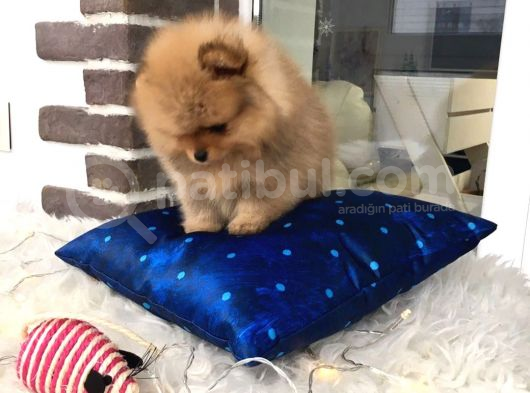 Pomeranian Boo Yavruları görsel