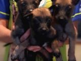 Belçika Malinois Yavrularımız