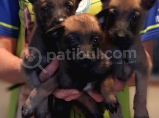 Belçika Malinois Yavrularımız görsel