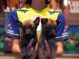 Belçika Malinois Yavrularımız