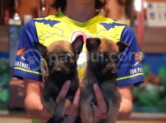 Belçika Malinois Yavrularımız görsel
