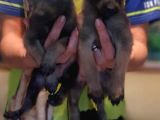 Belçika Malinois Yavrularımız