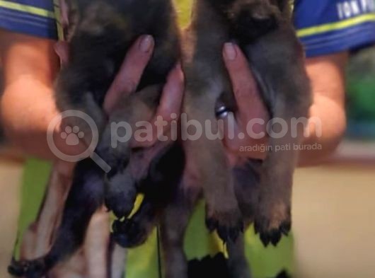 Belçika Malinois Yavrularımız görsel