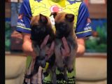 Belçika Malinois Yavrularımız