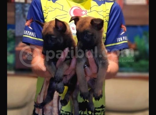Belçika Malinois Yavrularımız görsel