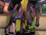 Belçika Malinois Yavrularımız