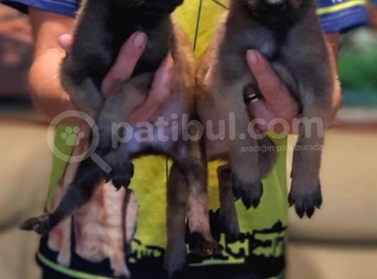 Belçika Malinois Yavrularımız görsel
