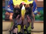 Belçika Malinois Yavrularımız