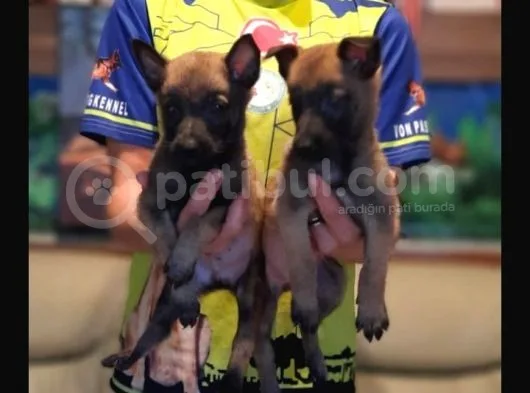 Belçika Malinois Yavrularımız