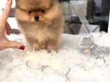 Pomeranian Boo Yavruları