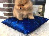 Pomeranian Boo Yavruları