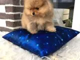 Pomeranian Boo Yavruları