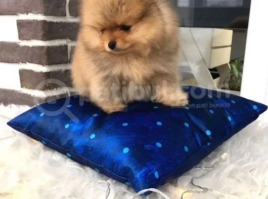 Pomeranian Boo Yavruları