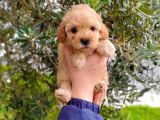 Muhteşem Toy Poodle Yavrularımız