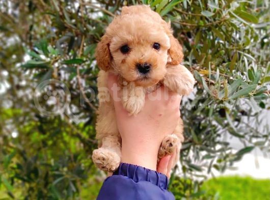 Muhteşem Toy Poodle Yavrularımız görsel