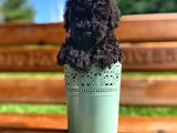 Daha İyisi Yok Black Toy Poodle Oğlumuz