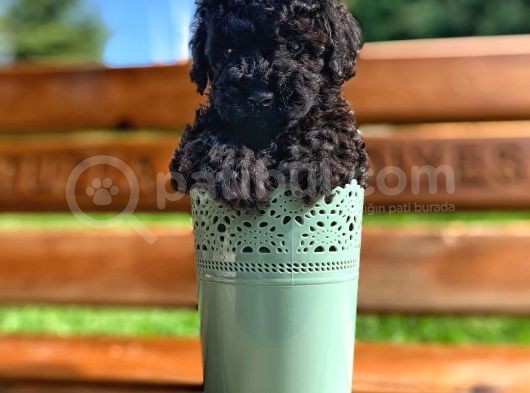 Daha İyisi Yok Black Toy Poodle Oğlumuz görsel