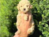 Apricot Toy Poodle Yavrularımız