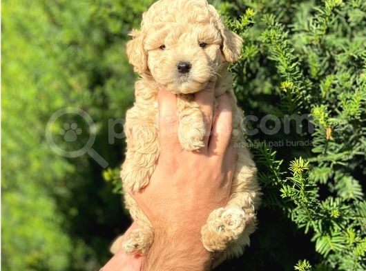 Apricot Toy Poodle Yavrularımız görsel
